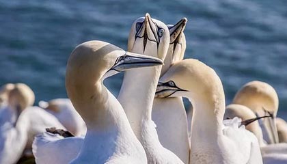 九游游戏中心-男子仰泳铜牌到手令人振奋，男子仰泳世界纪录