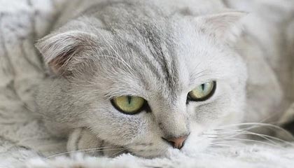 九游游戏中心-男子仰泳铜牌到手令人振奋，男子仰泳世界纪录