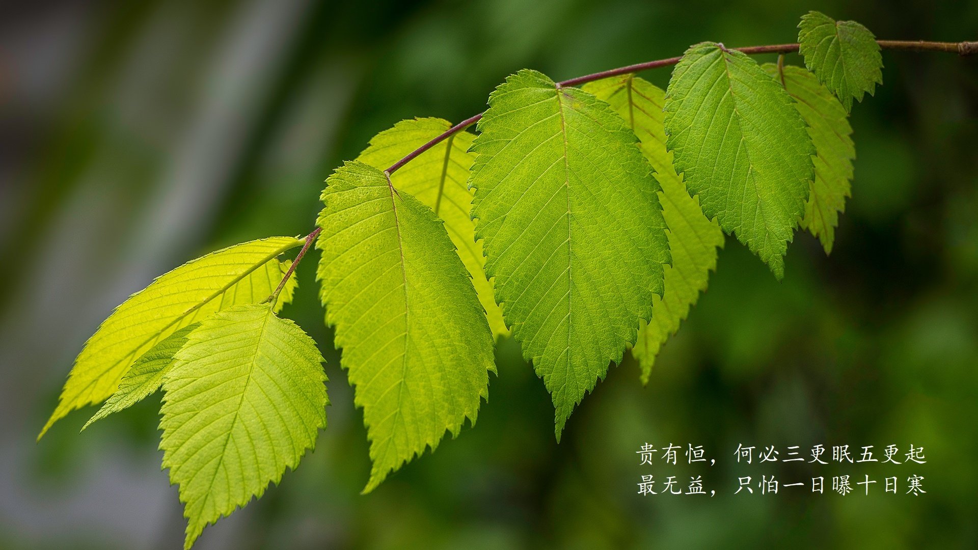 未来“欧洲之星”在欧冠崭露头角，欧洲之星是什么项目