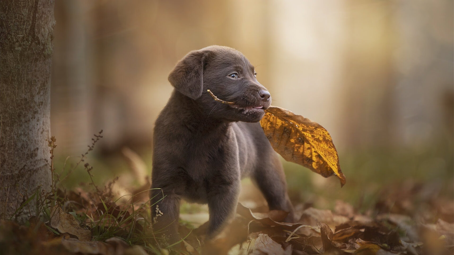 新加坡队赛制探讨:如何通过数据分析提升团体赛战术执行,新加坡联赛