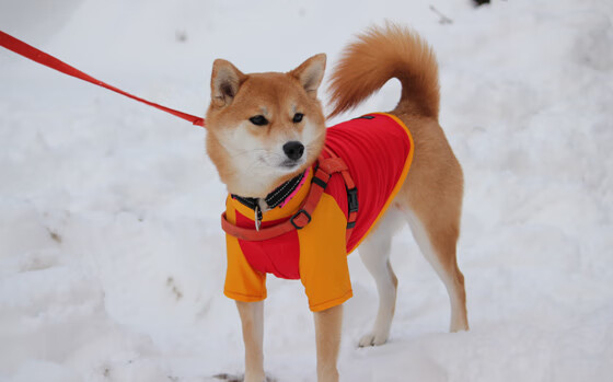 九游官网pc-拉脱维亚女篮在欧洲锦标赛中逐步走向巅峰，期待佳绩，拉脱维亚篮球水平怎么样