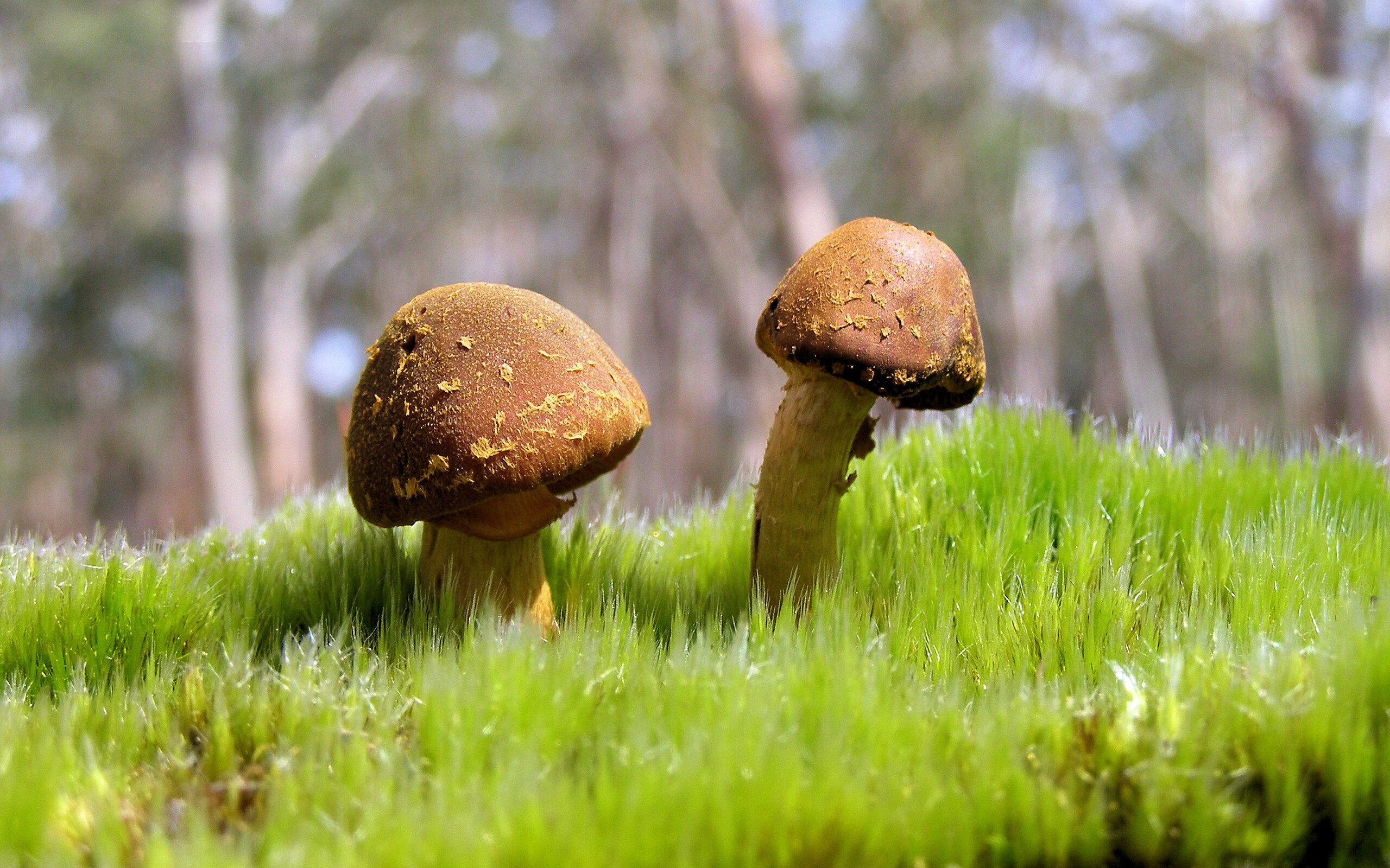 九游娱乐(jiuyou)官网-绿色可再生材料在足球器材中的应用不断扩大，绿色再生能源有限公司