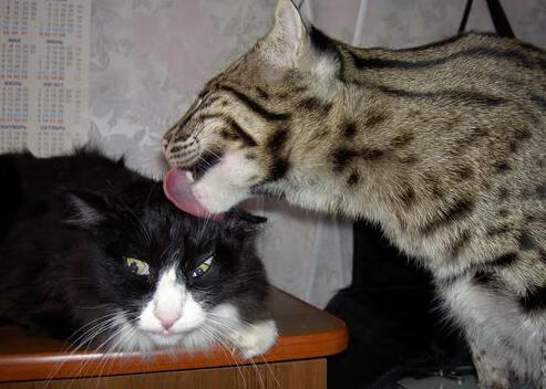 西甲神级门将:神扑多次救险引爆全场,西甲门将60米吊射